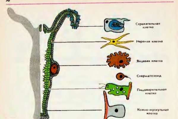 Kraken ссылка tg
