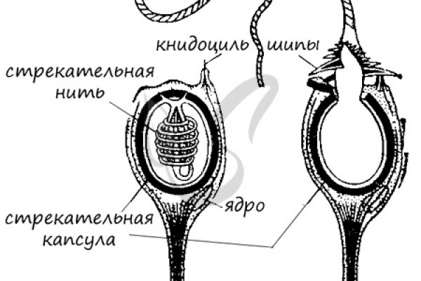 Kraken рынок